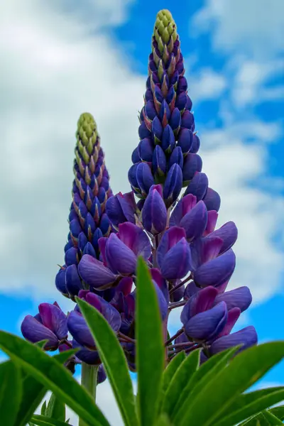 Vlčí krásný květ — Stock fotografie