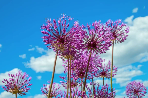 장식 전구 꽃 — 스톡 사진