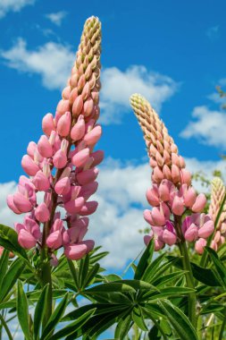 Acı bakla güzel çiçek