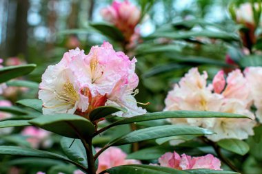 Ormangülü güzel çiçek