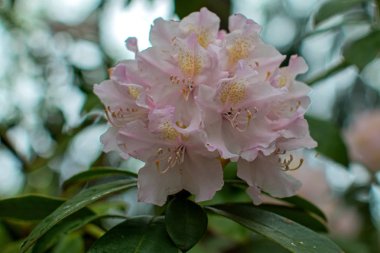 Ormangülü güzel çiçek