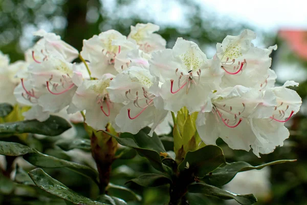 Rhododendron gyönyörű virág — Stock Fotó
