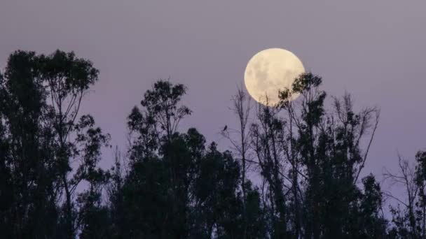 Moon over het bos — Stockvideo