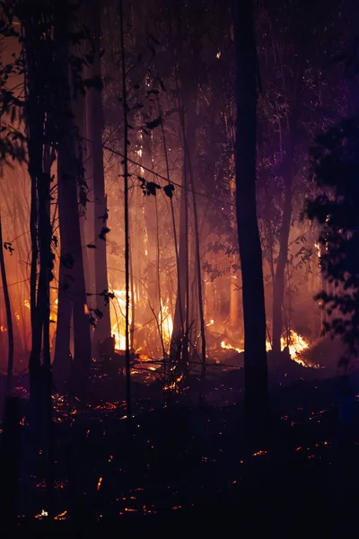 Ліс Fire збитку — стокове фото