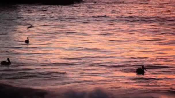 Pelikáni za soumraku, Chile — Stock video