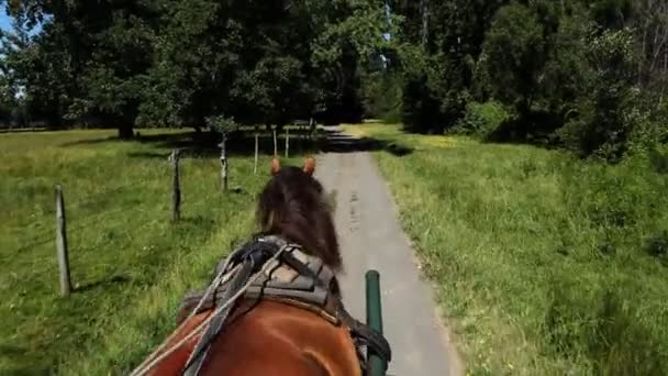 Carriage Ride, Chile — Stock Video