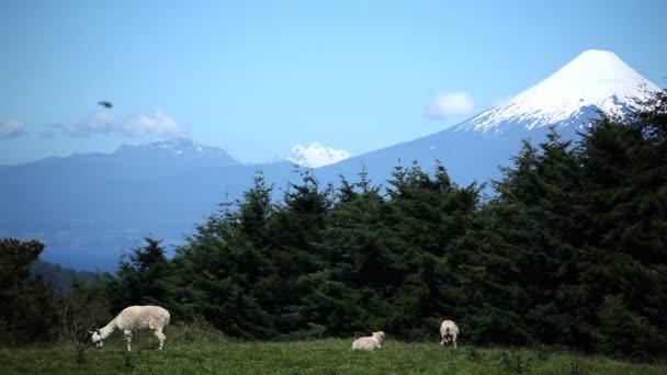 Osorno vulkaan, Chili — Stockvideo