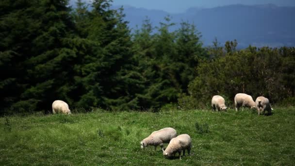 Pâturage des moutons dans les champs — Video