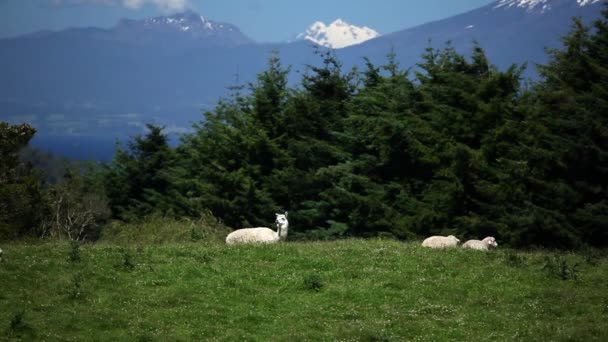 Osorno, söder om Chile — Stockvideo