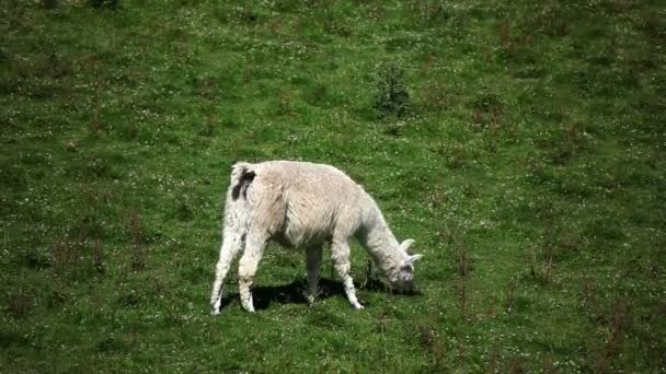 Лама на траве, Чили — стоковое видео