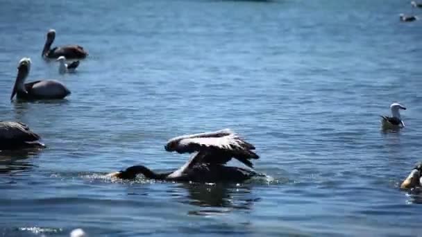 Pelicanos sobre a água — Vídeo de Stock