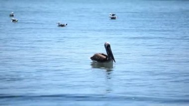Pelikan su üzerinde