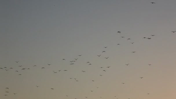 Чайки летять в сутінках — стокове відео