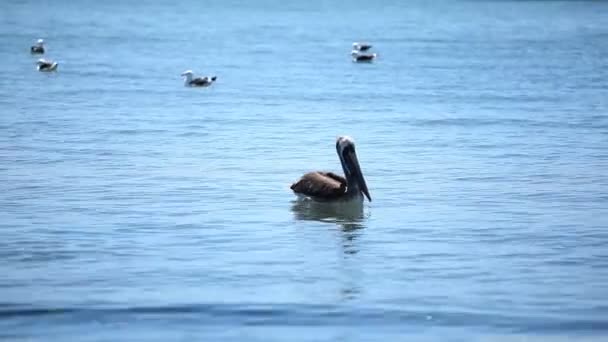 Pelicans over water — Stock Video