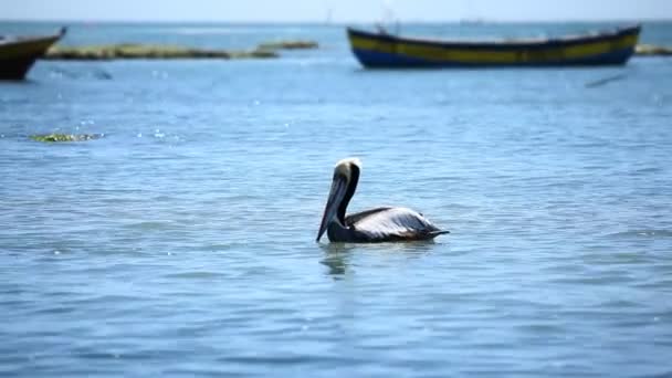 Пеликан над водой — стоковое видео