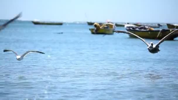 Pelikanen vechten voor voedsel — Stockvideo