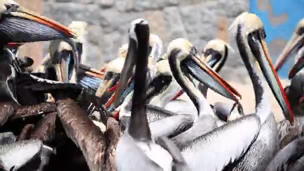 Pelicans Fighting for Food — Stock Video