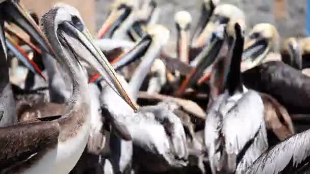 Pelicanos lutando por alimentos — Vídeo de Stock