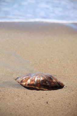 kum üzerinde denizanası