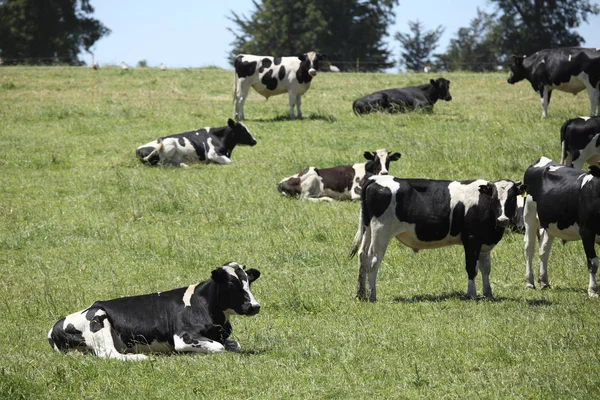 Koeien in het veld — Stockfoto