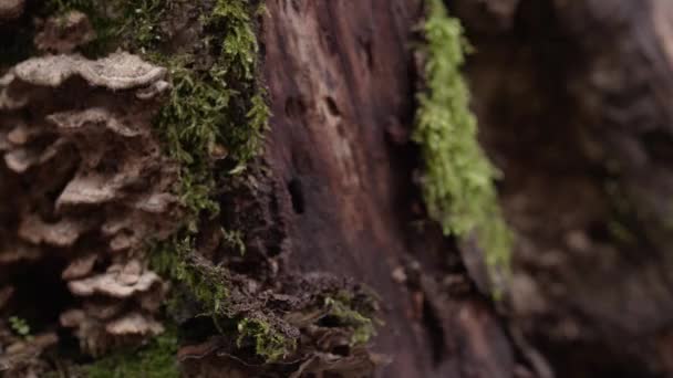 Moss gräs bark örter träd makro skogssvamp Stockvideo