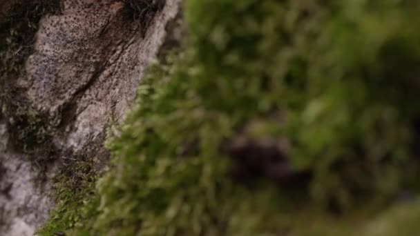 Moss gräs bark örter träd makro Royaltyfri Stockfilm