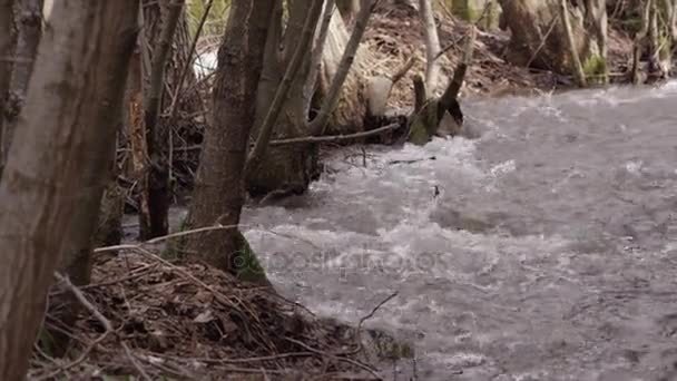 Ручей, река, водопад, природа, вода — стоковое видео