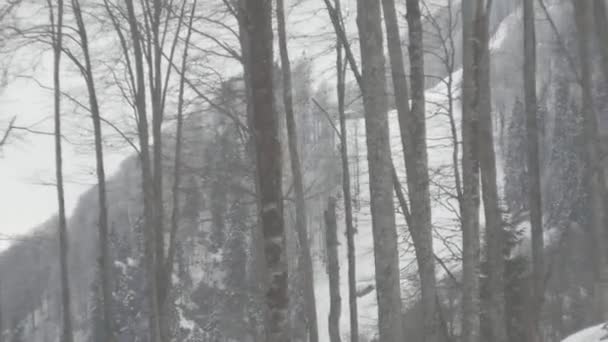 Arbres et montagnes en Pékin 