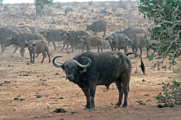 Buffalos en Kenia, Tsawo Park —  Fotos de Stock