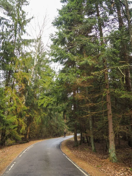 Bueauty Bialowieza orman