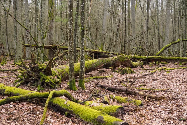 Bueauty Bialowieza orman