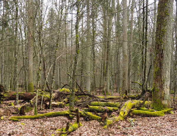 Bialowieza 숲의 Bueauty — 스톡 사진