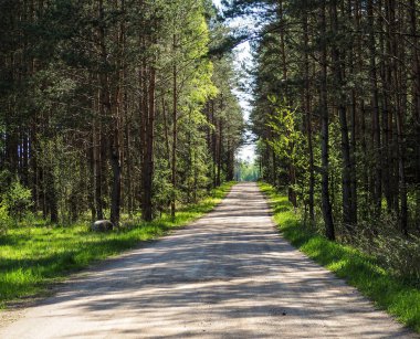Küçük yol ormanın içinden lider.