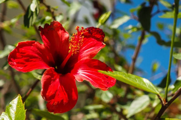 Flore sur Rhodes, Grèce — Photo