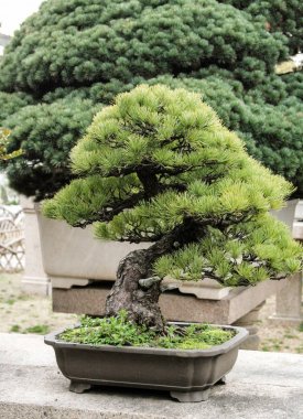 Bonsai yaşam olarak