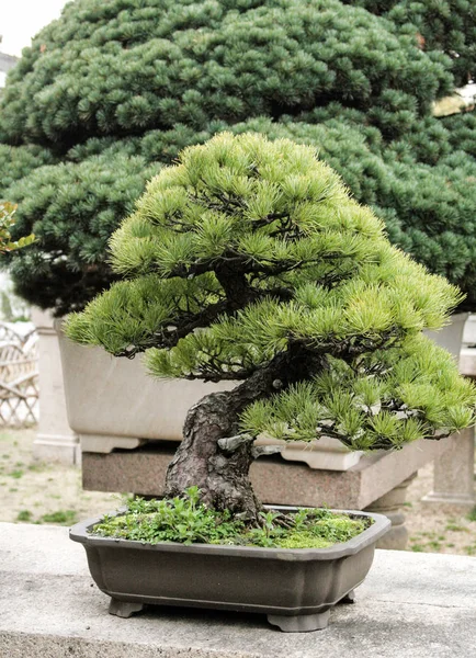 Bonsai yaşam olarak