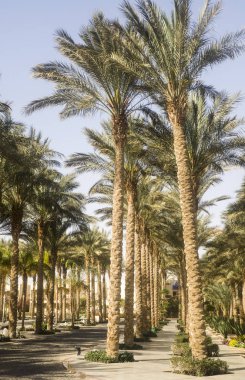 Avuç içi dolu yeşil Mısır