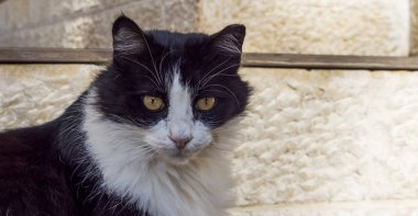 Cat, Kudüs, Jsrael sokaklarında bulundu.