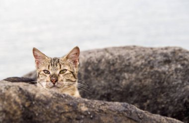 Cat, Kudüs, Jsrael sokaklarında bulundu.