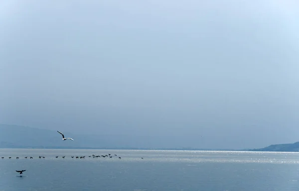 Mar Galilea Calma Aves Buena Vista Israel — Foto de Stock