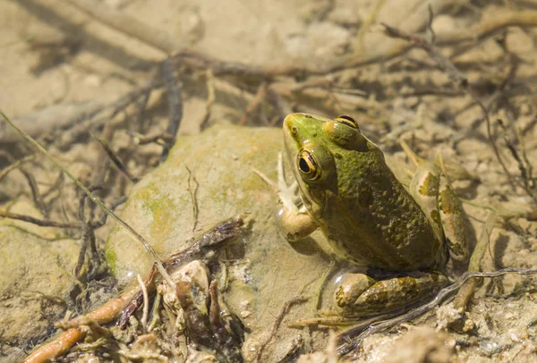 Sapo Verde Sentado Água Pedra Oásis Tunísia — Fotografia de Stock