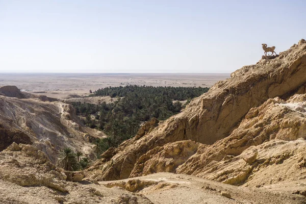 Tunisia Chebika Veduta Oasi Palma Verde Dentro Rocce — Foto Stock