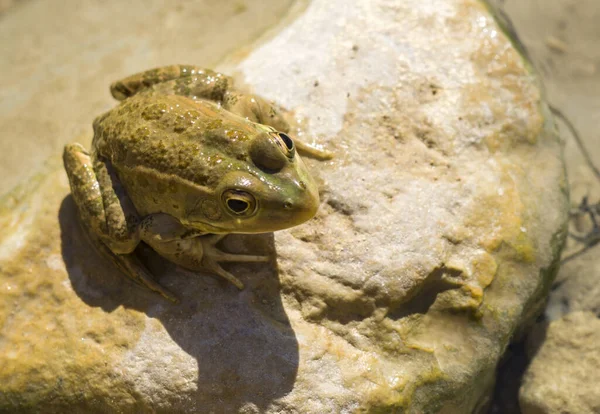 Grenouille Verte Assise Dans Eau Sur Pierre Dans Oasis Tunisie — Photo