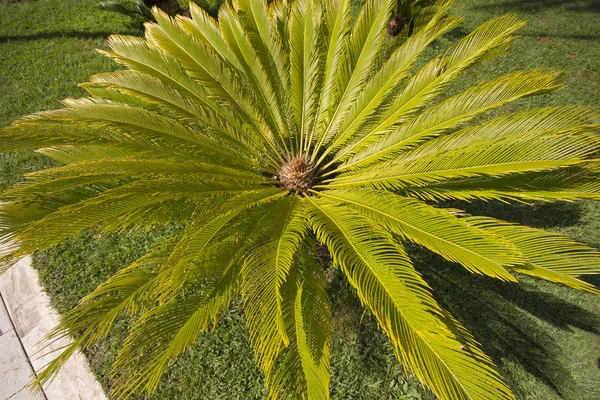 Top view of the palm tree. Background of radial stems and green leaves. — Stock Photo, Image