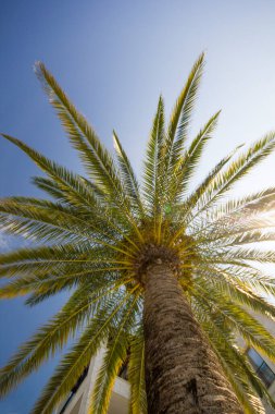 A large palm tree against a Sunny blue sky. View of the crown from bottom to top. clipart