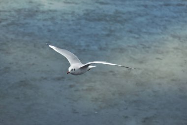 Gökyüzünde uçan kuş martı