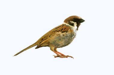 Tablo ahşap üzerine oturan Avrasya ağaç serçe kuş