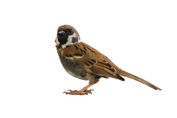 Ευρασιατική Tree Sparrow πουλί κάθεται σε λευκό φόντο. — Φωτογραφία Αρχείου