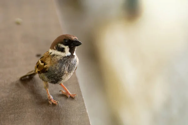 Eurasie Arbre Moineau oiseau assis sur la table en bois — Photo