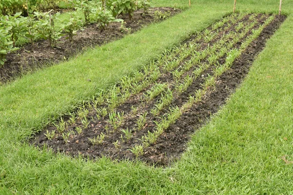 Plantación de plantas jóvenes creciendo en pequeñas parcelas . — Foto de Stock